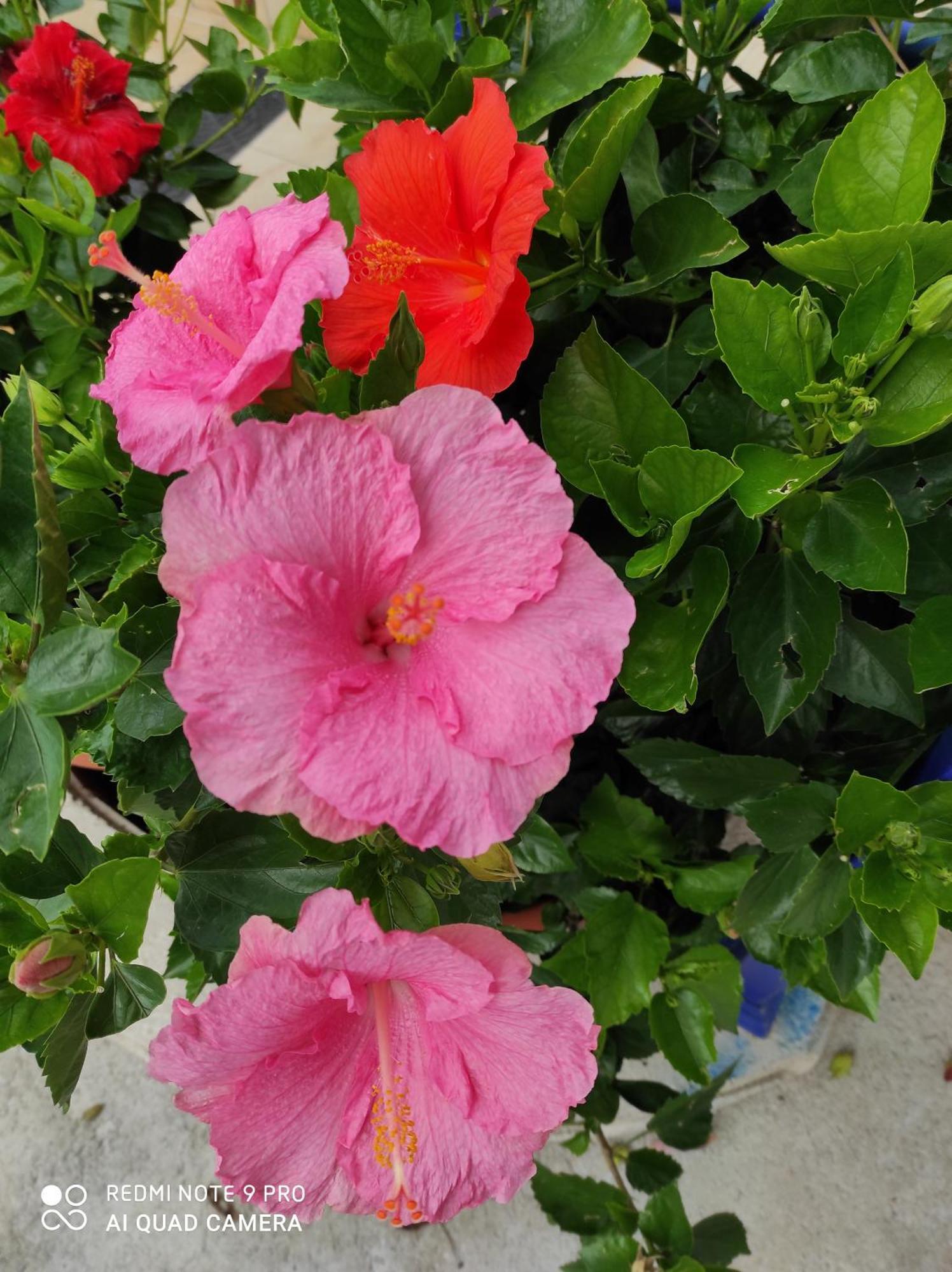 Coccinella Ξενοδοχείο Sabaudia Εξωτερικό φωτογραφία